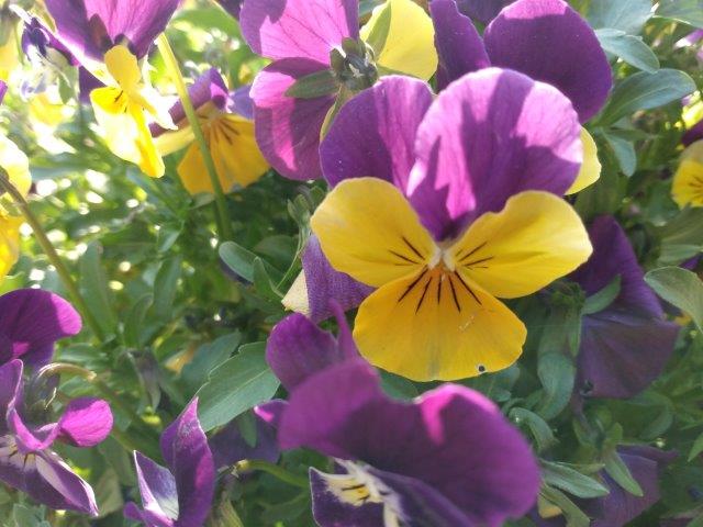 PHOTO PSALM 13 (small)